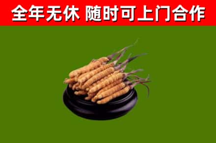 精河回收冬虫夏草
