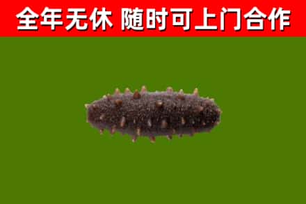 精河回收海参干